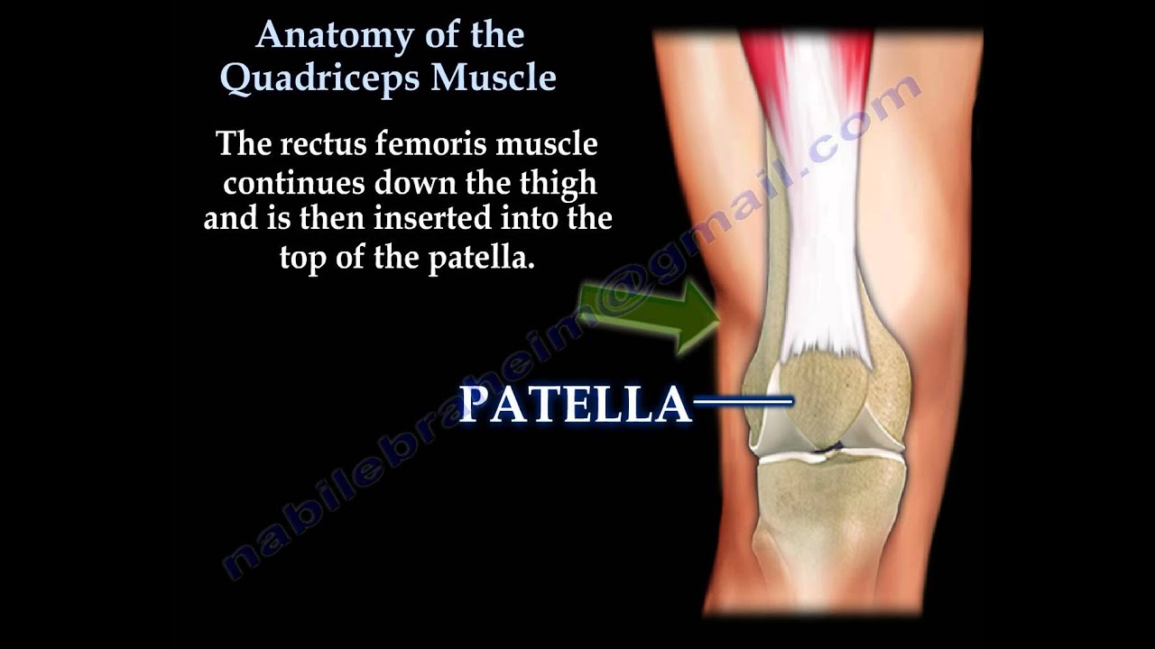 Anatomy Of The Quadriceps - Everything You Need To Know - Dr. Nabil  Ebraheim 