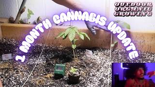 1 MONTH OF CANNABIS GROWING UPDATE/ Garden Bed Progress