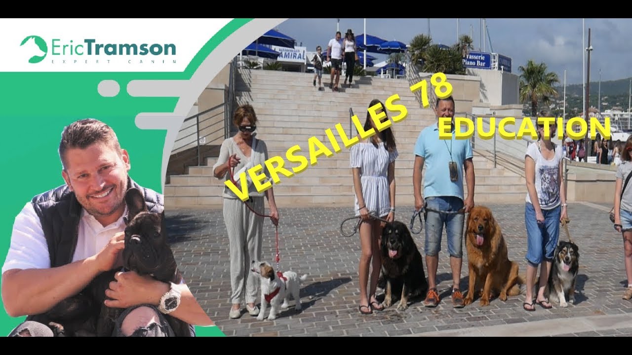 VERSAILLES 78/ EDUCATION CHIEN AVEC DES TROUBLES DU COMPORTEMENT - YouTube