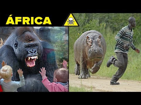 10 PIORES CRIATURAS DA AFRICA !!