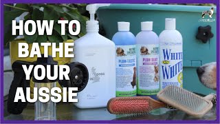 How to Bathe Your Aussie