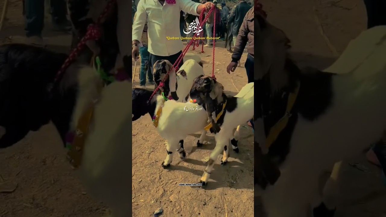 Bakra Eid Coming Soon Status| Eid ul Adha Status | Bakra Eid Status 2025 | Bakra Eid Mubarak Status
