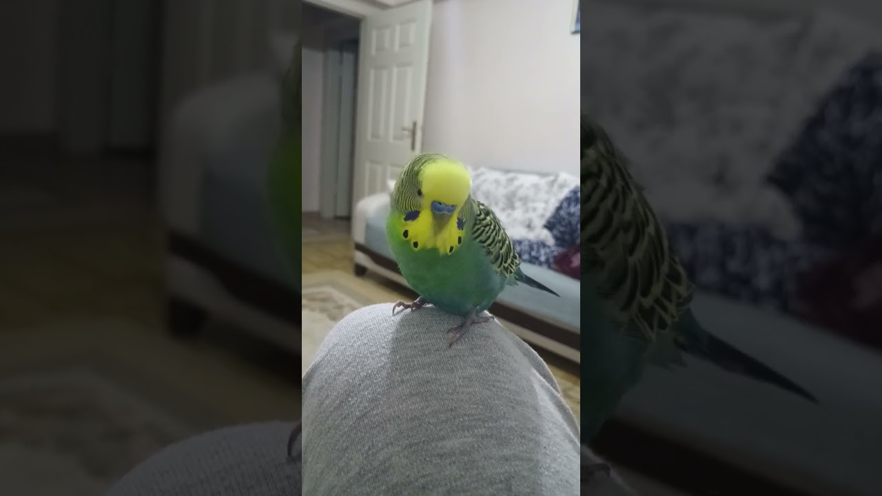 Babacım Babacım 🤣 #muhabbetkuşufıstık #muhabbetkuşu #muhabbetkuslari #cuddlychickadee #birds #kuslar