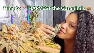 Cannabis HARVEST 🔥 (GARANIMALS Cannabis Clone) - Harvest Time!