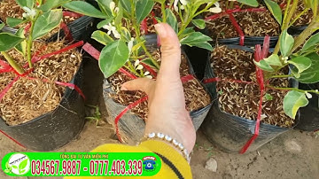 Tắc cẩm thạch cây giống độc Lạ Trồng Nhanh Ra Trái 100k/cây