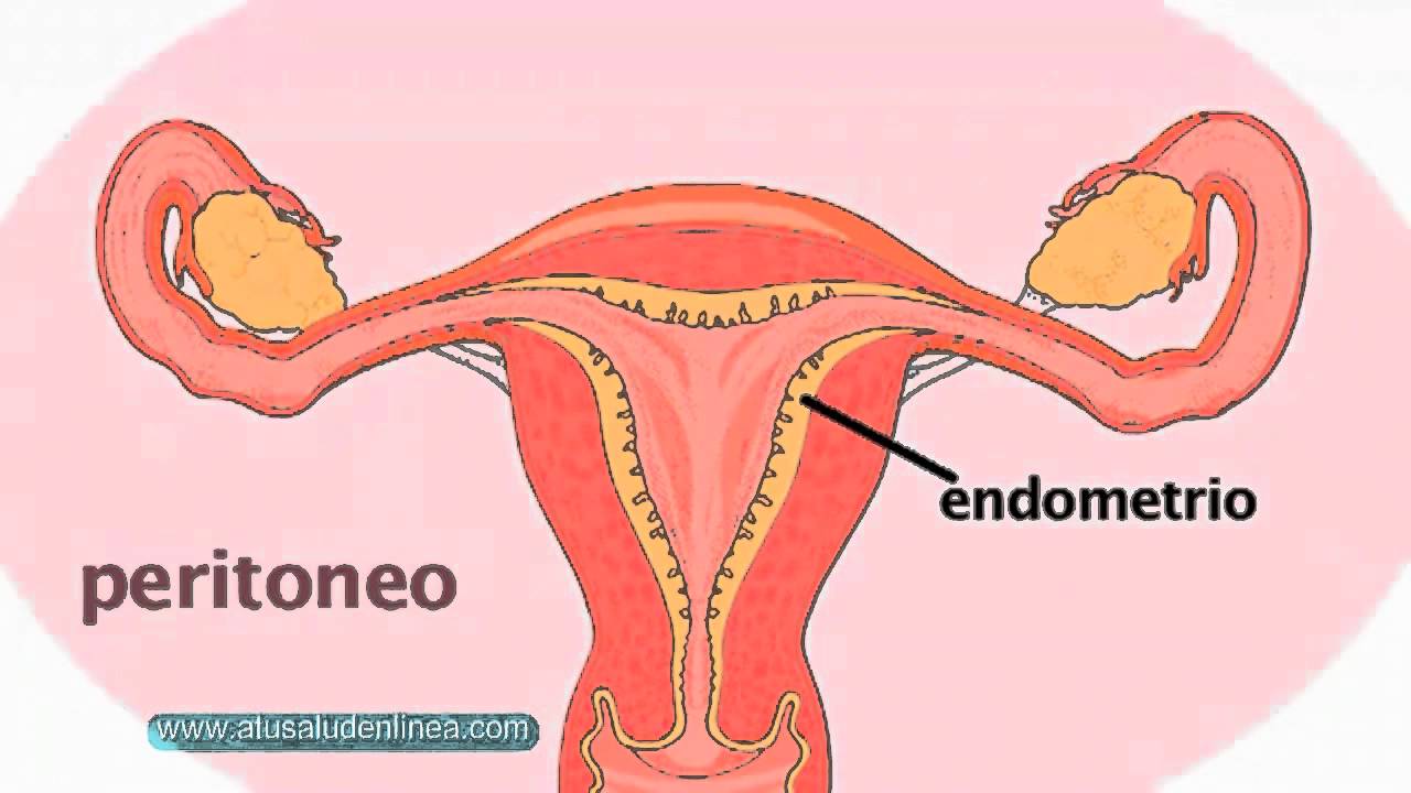 Endometrio 12 mm que significa