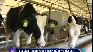 TESLİMAT BAŞLIYOR! 250 BİN DÜVE VERİLECEK