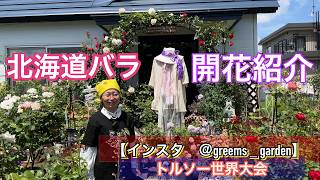 小谷 博貞「薔薇園の夢」 Hokkaido [Rose Bloom Introduction] Torso Rainy Blue - YouTube