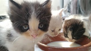 Kittens Trying Milk for the First Time: Nose Drips and Cuteness Overload!