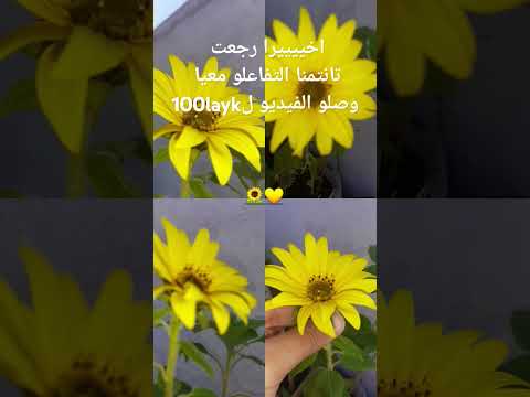 اخييرا غادي نولي نهدر معاكوم