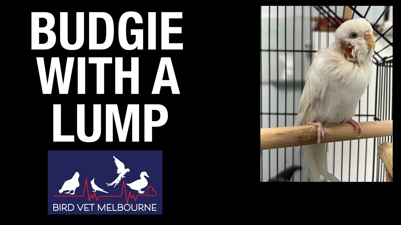 found-budgie-with-a-lump-on-its-head-and-neck-comes-to-bird-vet