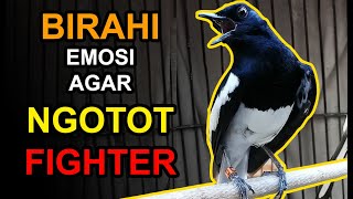 4 Cara Meningkatkan BIRAHI dan EMOSI KACER Agar NGOTOT dan Lebih FIGHTER