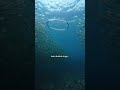unpatched method #southeastasia #travel #freediving #thailand #kohtao