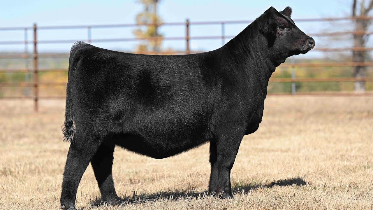 Buck Creek Ranch Lot 17 YouTube