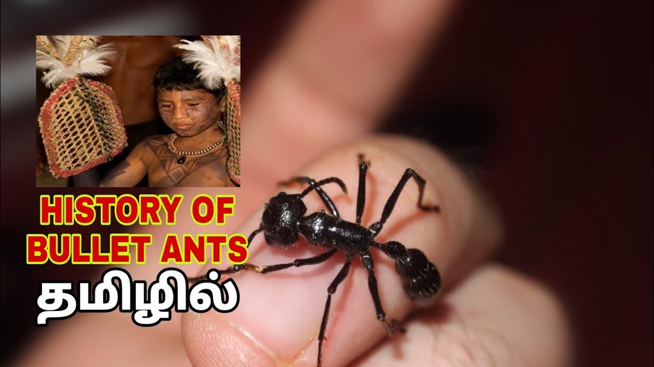 History of Bullet Ants in tamil | Bullet Ants Rituals in tamil | Sadera ...