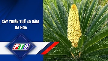 CÂY THIÊN TUẾ 40 NĂM RA HOA | PTQ