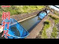【鰐さんコラボ】狭い用水路を挟み撃ちして激レア外来種を捕獲しに行ったらまさかの結果に…