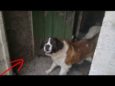 Самая лучшая собака в мире для охраны Московская сторожевая, собака атакуют это жесть