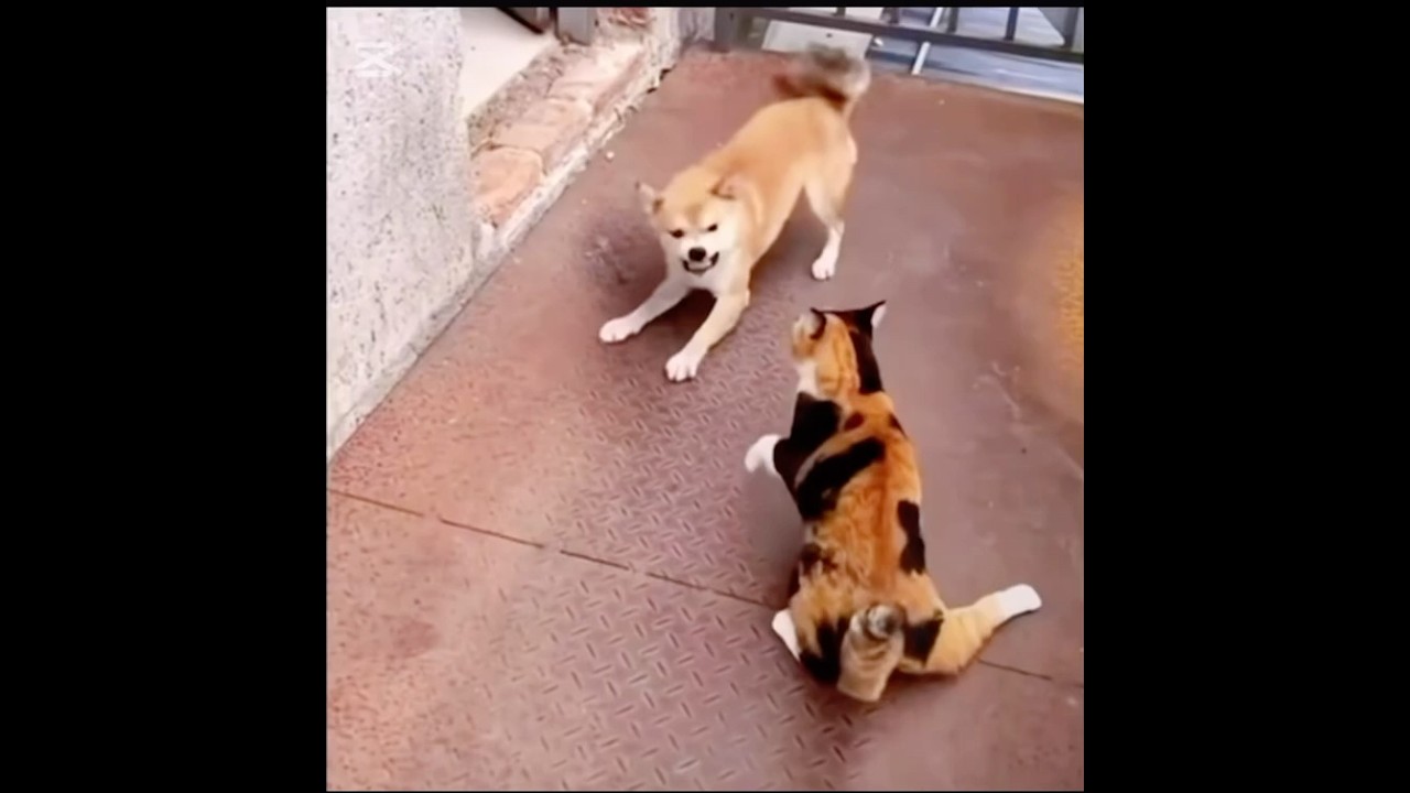 Funny Kittens Vs Dogs 😂😂😂