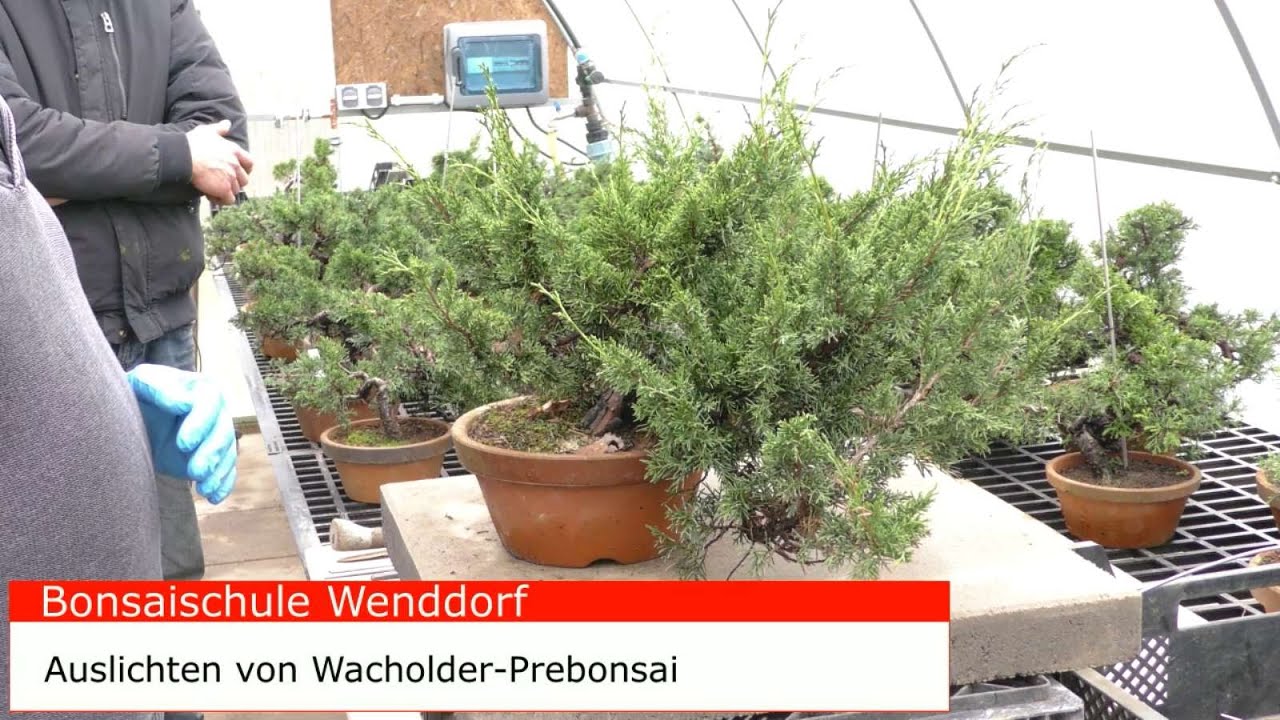 Wacholder Prebonsai auslichten