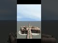 Dangerous Crazy Train On Forked Railroad Diamond Crossing 💥😳 BeamNG.Drive Train simulator 3D #shorts