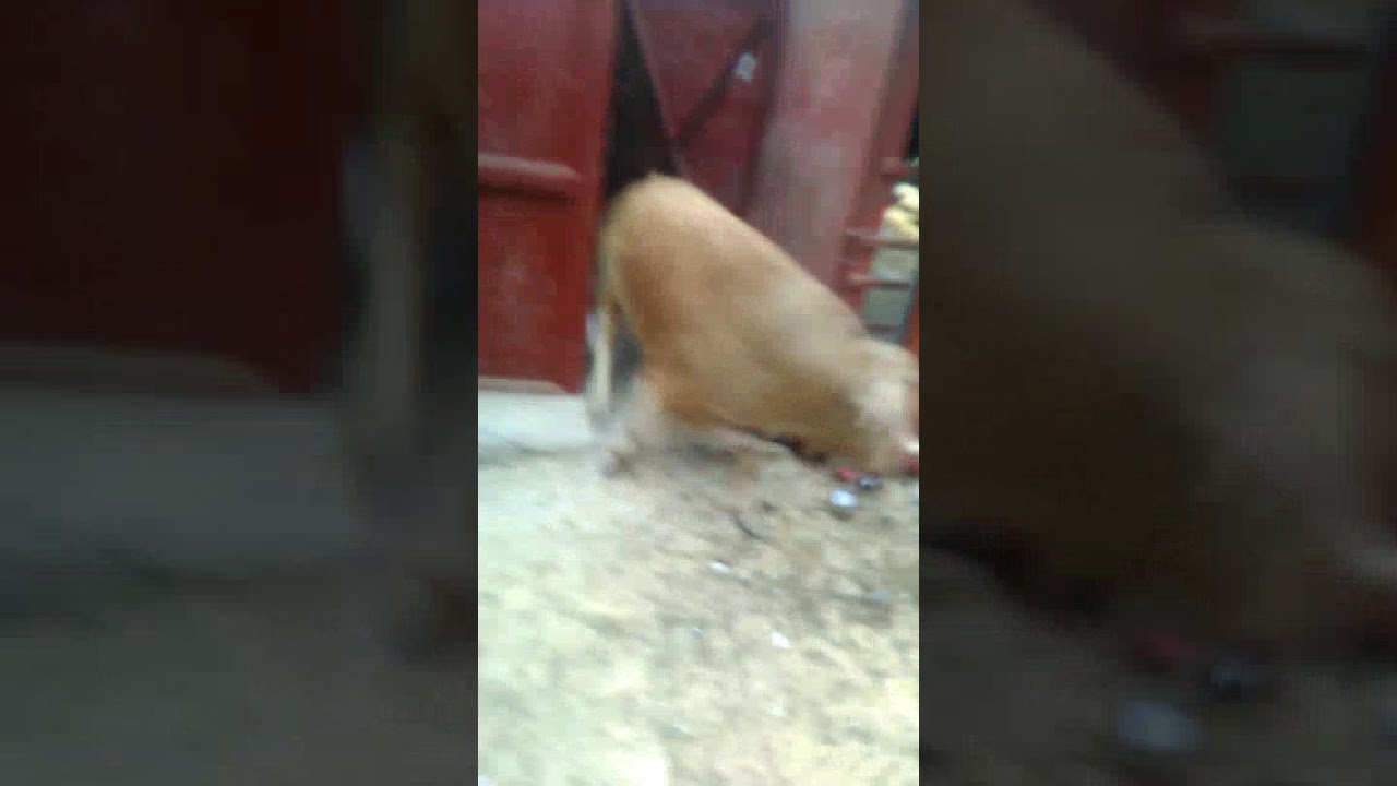 Toros La Peza : Sacando al ultimo toro dia 14