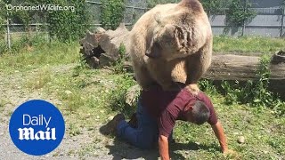 Playful 400LB Syrian bear loves to climb on friend's back - Daily Mail