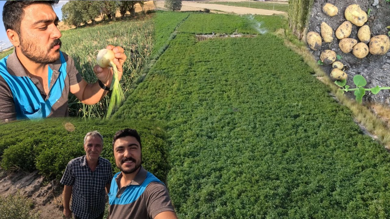 BİR KÖKTE 12 PATATES~BU YIL PİYASA NE OLUR?~KIŞLIK SOĞANLAR ÇOK LEZZETLİ