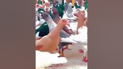 سورة الأعلى