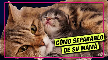 ¿Se ponen tristes las gatas cuando les quitan a sus gatitos?