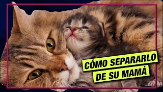 CÓMO SEPARAR UN GATITO DE SU MAMÁ SIN TRAUMATIZARLO  LA GATERÍA TV