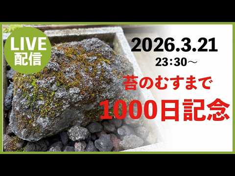 苔のむすまで Celebrating 1,000 days of the 