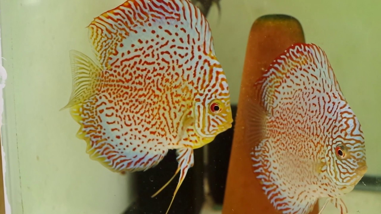Leopard Discus Fish Breeding Pair YouTube