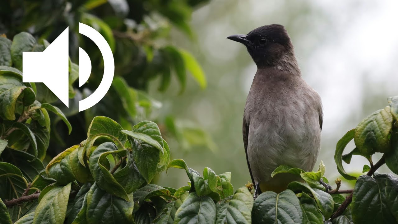 Chant du Bulbul des Jardins | Common Bulbul - YouTube