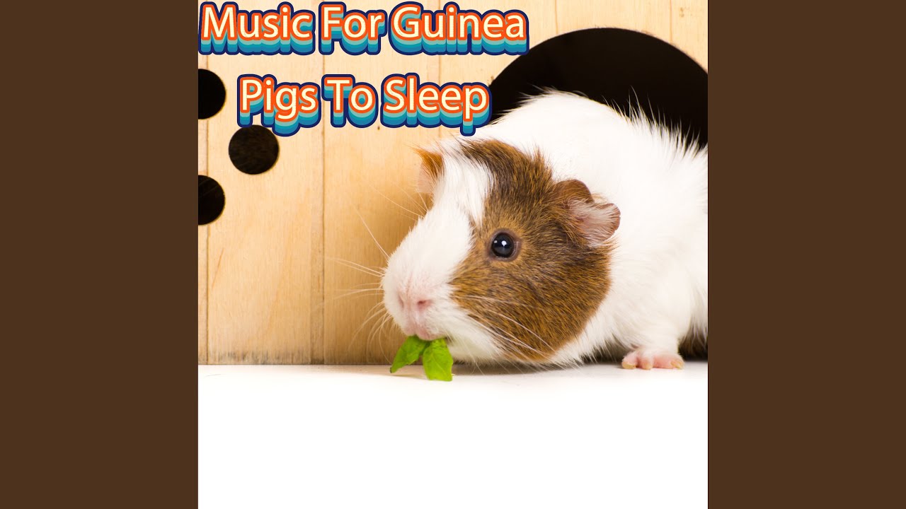 Calm Guinea Pig YouTube