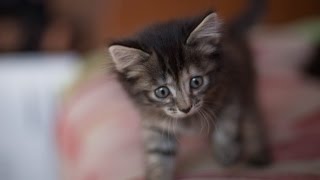 Наши взрослые кошки и их микро-копии - 24.04.17 Наши взрослые кошки и их микро-копии - 24.04.17