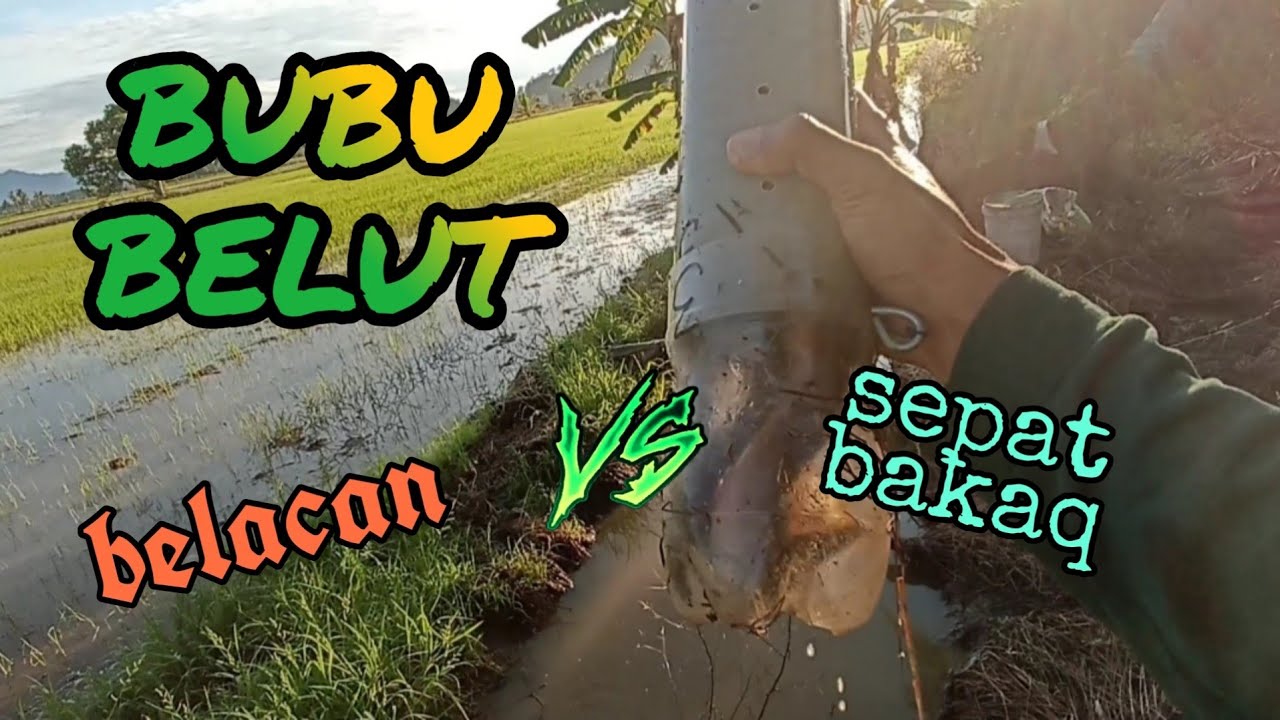 #EP355 Membubu Belut - belacan vs sepat ronggeng bakar