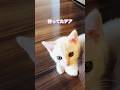 ドアの前で待っている甘えん坊子猫　　#テアタイム