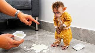 Smart Baby Monkey Gets Caught Stealing Dad’s Yogurt 😭🐒