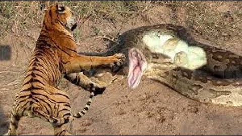 Epic Jungle Showdown  Tiger vs  Python! VEED