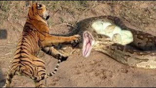 Epic Jungle Showdown  Tiger vs  Python! VEED Wealth