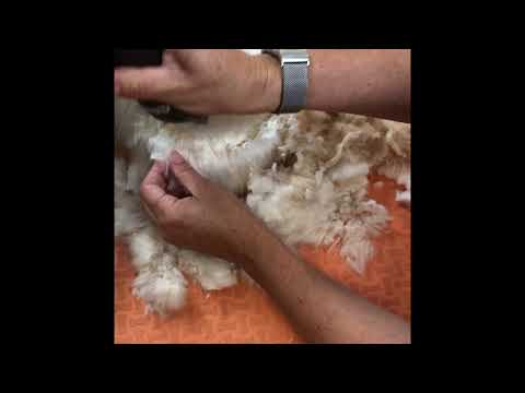 Engels Angora Puppy Cut Tutorial Part 1