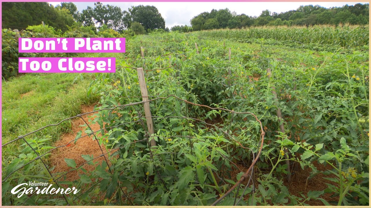 Spacing in the Vegetable Garden | Volunteer Gardener