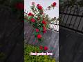 Amazing Red Roses Blooming in My Garden"#shortvideo ❤❤