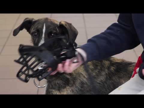 How to Acclimate Your Dog to a Muzzle