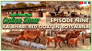 Smart Farming Times Online Show Episode 9: Kalahari Red Goat In Botswana