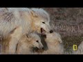8 Minutes of Baby Animals: Pure Joy and Cuteness | Nat Geo Animals