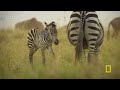 8 Minutes of Baby Animals: Pure Joy and Cuteness | Nat Geo Animals
