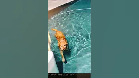 Rosie swimming