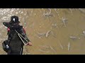Охота с рогаткой на рыбу, Рыба идет на таран Slingshot Fishing